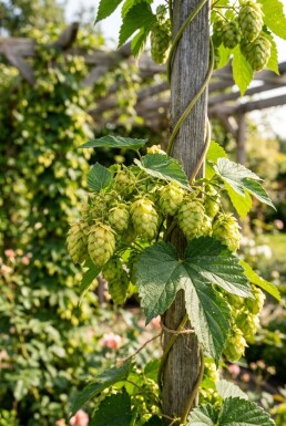 Humulus lupulus 'Nordbrau' Tuteur