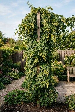Humulus lupulus 'Pioneer' sur tuteur