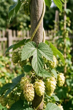 Humulus lupulus 'Pioneer' sur tuteur