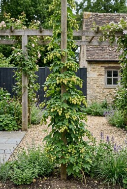 Humulus lupulus 'Target' Tuteur