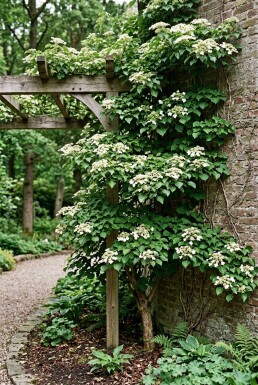 Hydrangea anomala subsp. petiolaris Tuteur