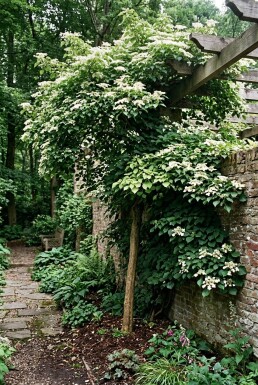 Hydrangea anomala subsp. petiolaris Tuteur