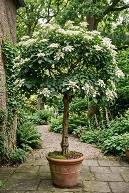 Hydrangea anomala subsp. petiolaris Sur tige