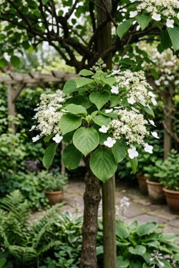 Hydrangea anomala subsp. petiolaris Sur tige