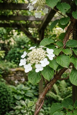 Hydrangea anomala subsp. petiolaris Écran