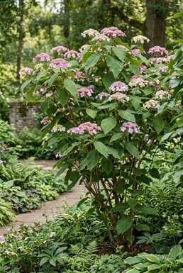 Hydrangea aspera 'Macrophylla'