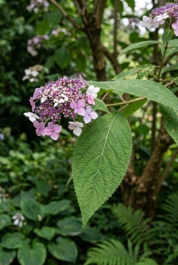 Hydrangea aspera 'Macrophylla'