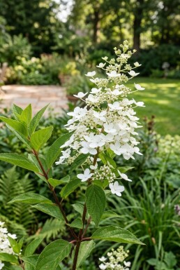 Hydrangea paniculata 'Kyushu'