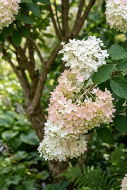 Hydrangea paniculata 'Polar Bear' Multitronc 200