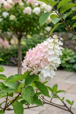 Hydrangea paniculata 'Silver Dollar' demi-tige