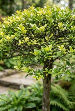 Ilex crenata 'Blondie' Parasol