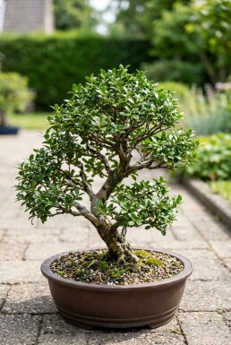 Ilex crenata 'Stokes' Bonsaï