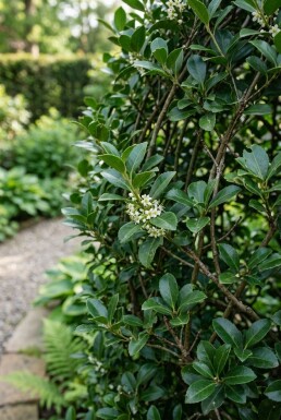 Ilex maximowicziana var. Kanehirae Écran