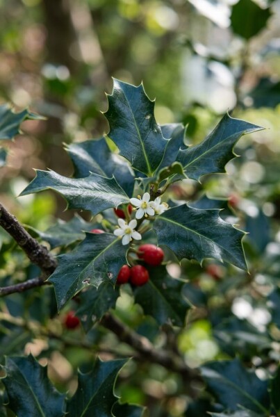 Ilex meserveae 'Blue Maid'