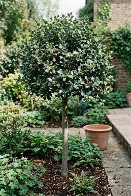 Ilex meserveae 'Blue Maid' Demi-tige