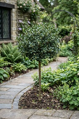 Ilex meserveae 'Blue Maid' Demi-tige