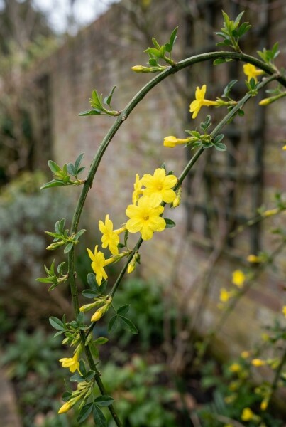 Jasminum nudiflorum