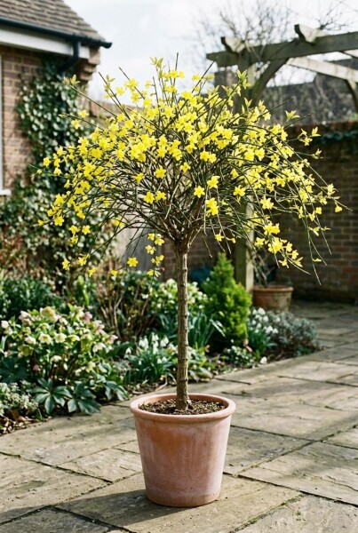 Jasminum nudiflorum Tige