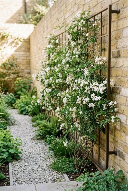 Jasminum officinale Tuteur