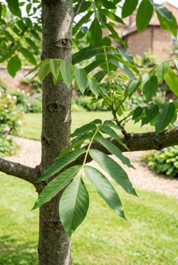 Juglans ailantifolia 'Imshu' Branchu