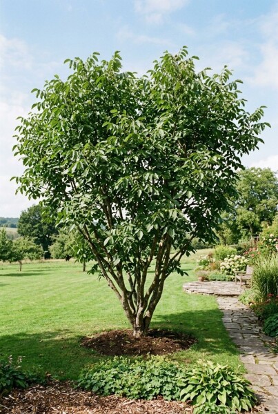 Juglans regia Arbuste