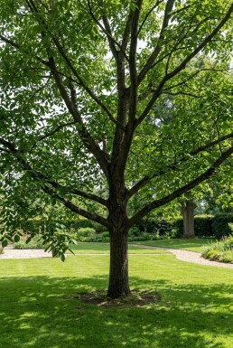 Juglans regia 'Broadview' Baliveau
