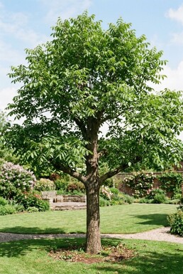 Juglans regia 'Buccaneer' Houppier