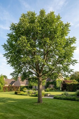 Juglans regia 'Buccaneer' Houppier