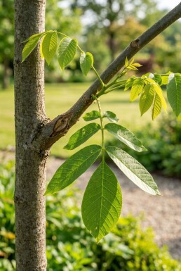 Juglans regia 'Buccaneer' Houppier