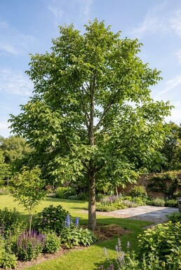 Juglans regia 'Lange van Lod' À branches