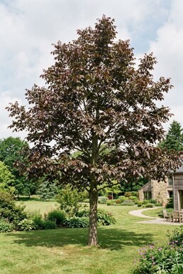 Juglans regia 'Purpurea' Branchu