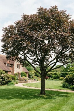 Juglans regia 'Purpurea' Branchu