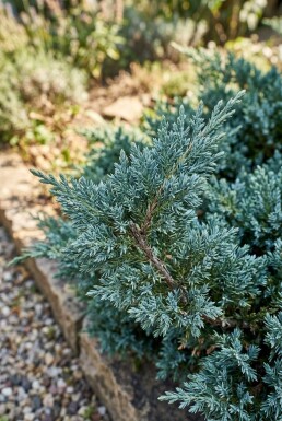 Juniperus chinensis 'Blue Alps' Arbuste