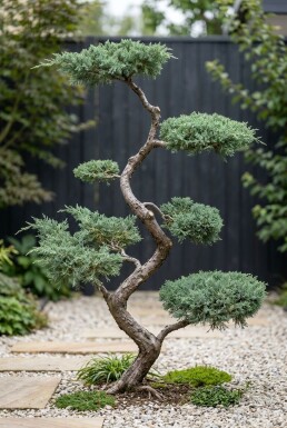 Juniperus chinensis 'Blue Alps' forme en S