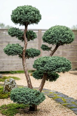 Juniperus chinensis 'Blue Alps' Bonsaï