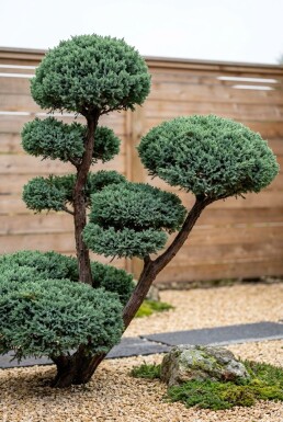 Juniperus chinensis 'Blue Alps' Bonsaï