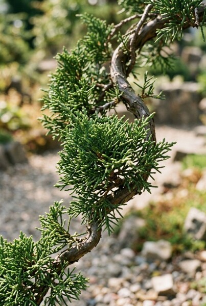 Juniperus chinensis 'Kaizuka'