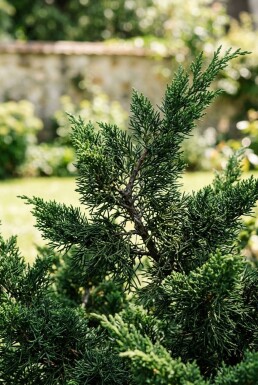Juniperus chinensis 'Kaizuka' Arbuste