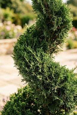 Juniperus chinensis 'Kaizuka' Spirale