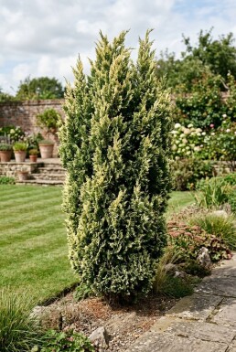 Juniperus chinensis 'Stricta Variegata' Arbuste