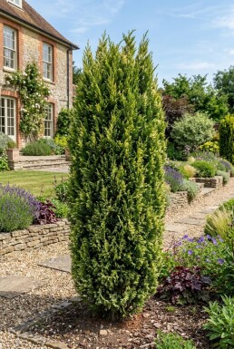 Juniperus chinensis 'Stricta Variegata' Arbuste