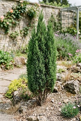 Juniperus communis 'Compressa' Arbuste