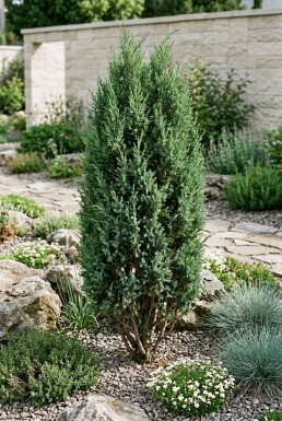 Juniperus communis 'Compressa' Arbuste