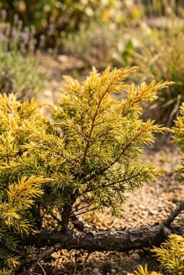 Juniperus communis 'Goldschatz' Arbuste