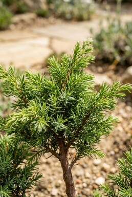 Juniperus communis 'Green Carpet' Sur tige