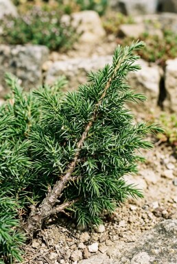 Juniperus communis 'Green Carpet' Arbuste