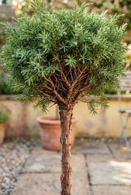 Juniperus communis 'Greenmantle' Sur tige