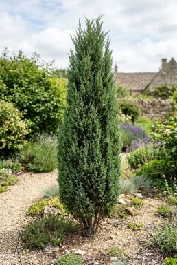 Juniperus communis 'Hibernica' Arbuste