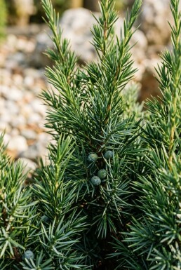 Juniperus communis 'Hibernica' Arbuste