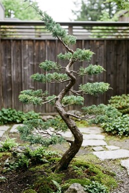 Juniperus communis 'Hornibrookii' Bonsaï